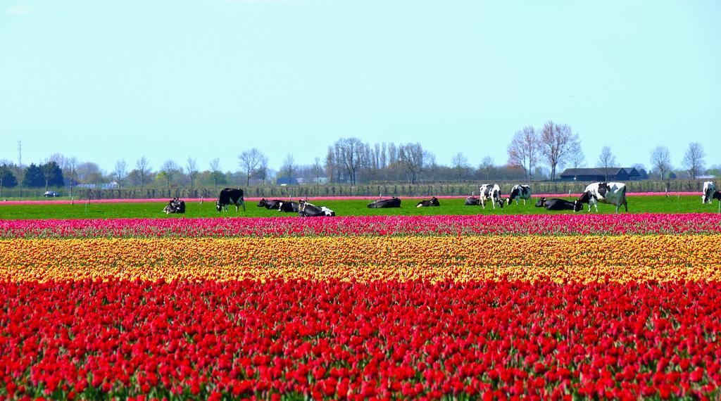Markermeerlogies Bovenkarspel Rom bilde